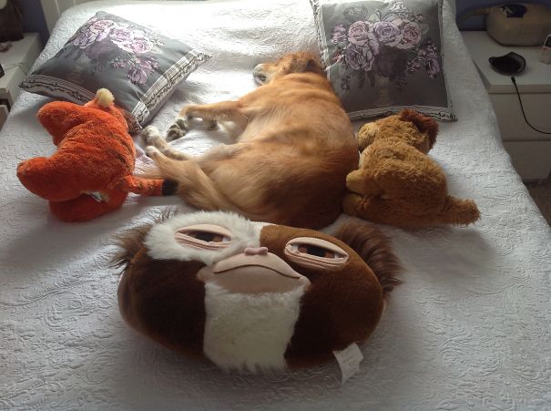 Cuddly Toys. And Charlie.