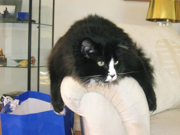 Mittens, The Rescued Couch Cat.