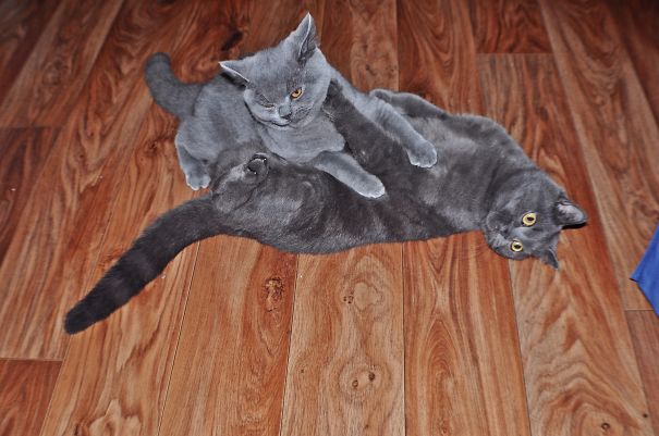 Junipurr & Boysenberry, Are 2 Chubby Brothers That Spend Their Day Tumbling And Sleeping.