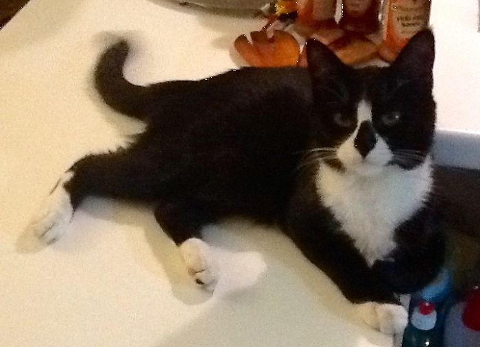 Mişka Of Istanbul, A Cat In Batman Suit!