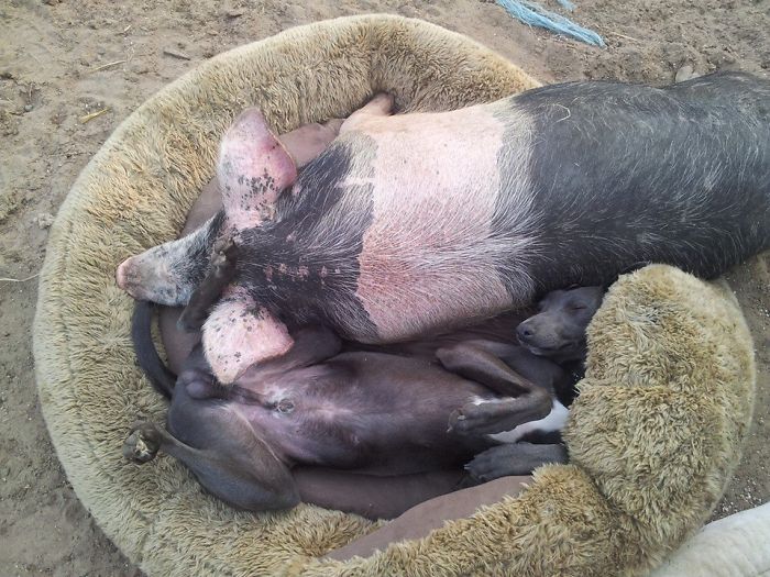 Dog (asimi) And Pig (varkie)