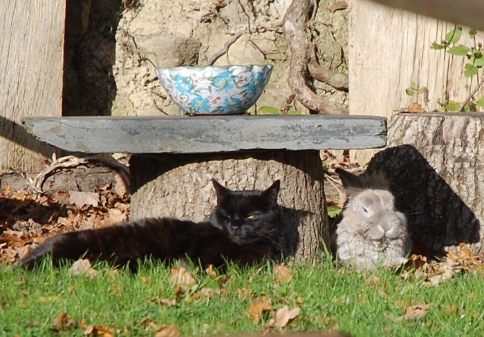 Zebs And Mosschops The Rabbit