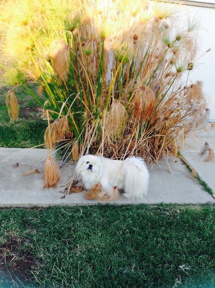 William, Pekingese Dog