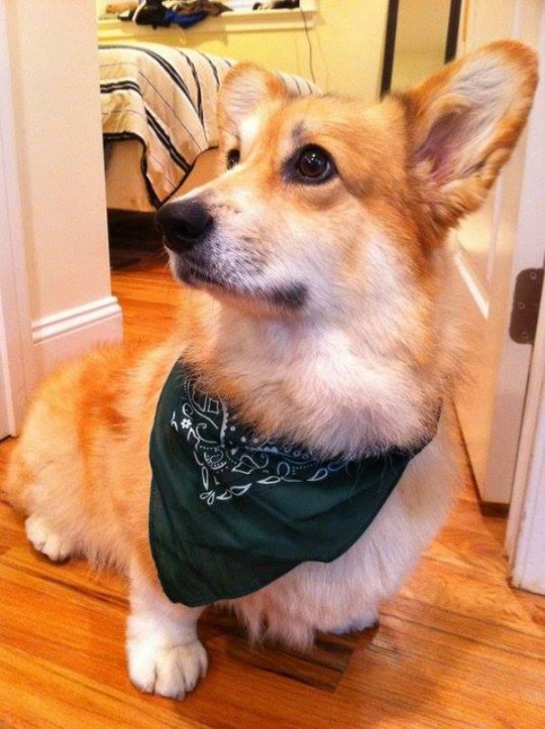 Famous Internet Corgis