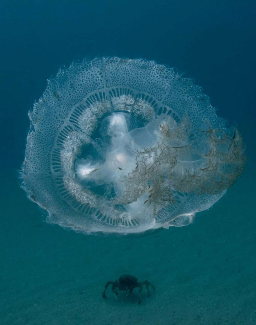 Sea Jelly And Spider Crab