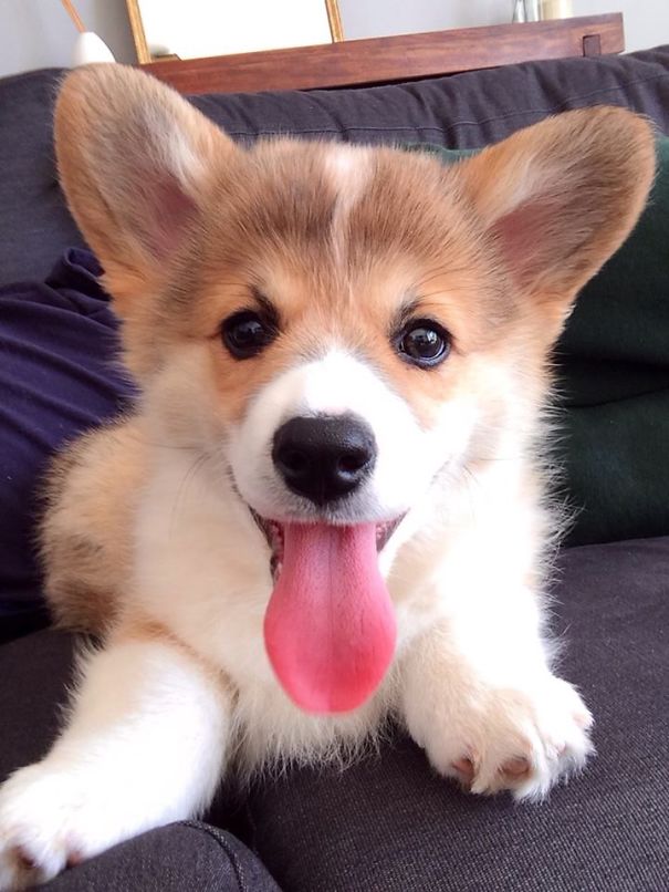 Famous Internet Corgis