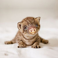 The MaZe Runner avatar