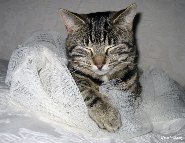 Malicat- Dreaming Of A White Wedding