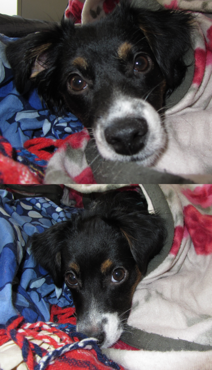 Puppy With Brown Eyebrows >:o)