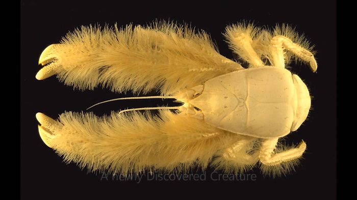Yeti Crab