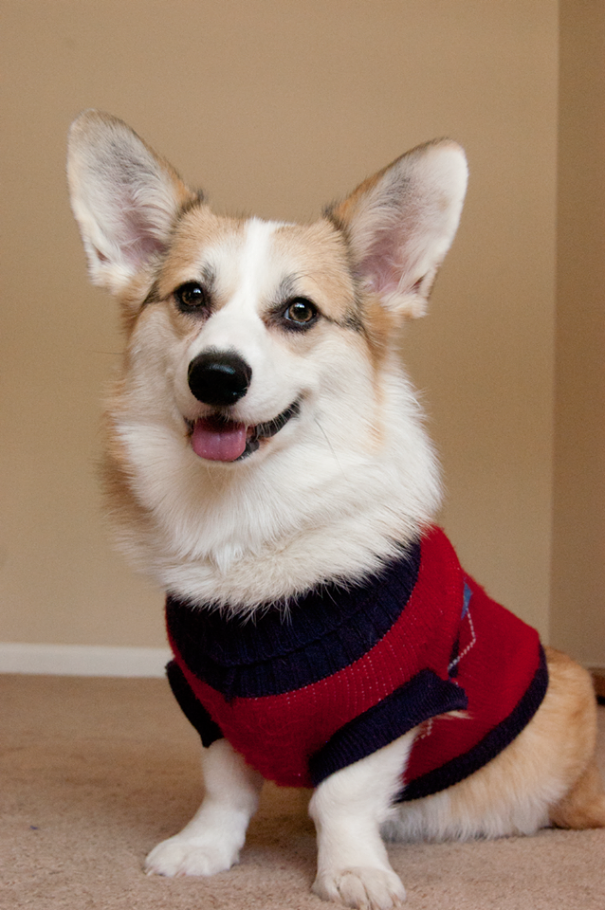 Famous Internet Corgis