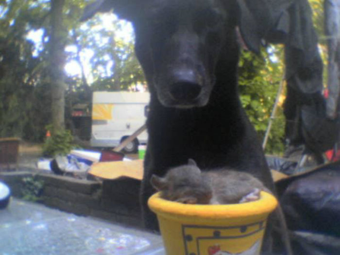 Mmmjammie Say's Sammie