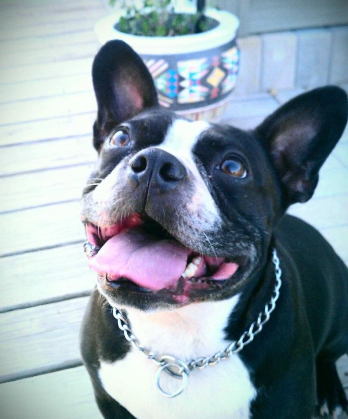 Molly. The French Bulldog/boston Terrier Mix, With The Biggest, Happiest Smile!