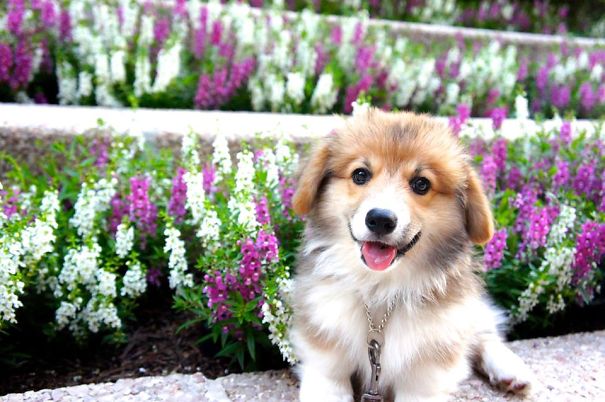 Famous Internet Corgis