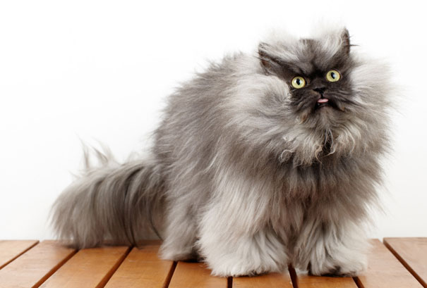 Colonel Meow, The Holder Of Guinness World Record For Longest Cat Hair
