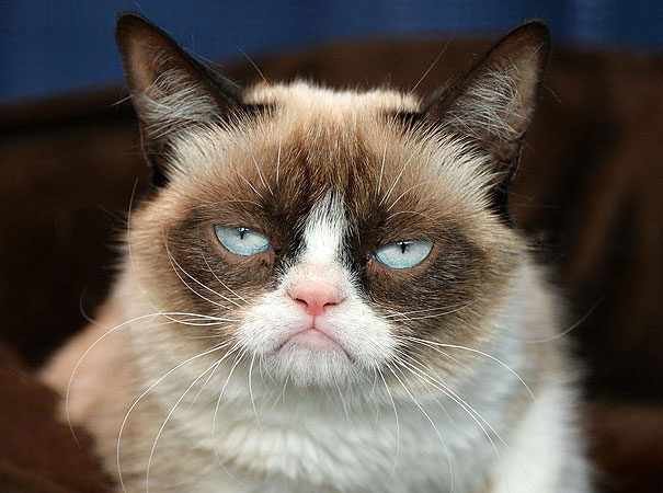 Grumpy Cat