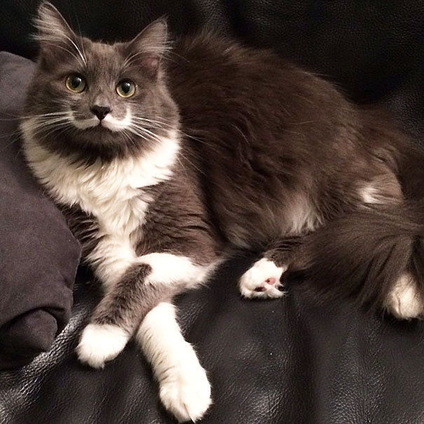 Hamilton The Hipster Cat