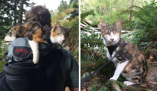 Honey Bee, The Blind Hiking Cat 