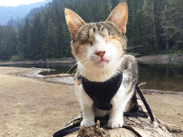 Honey Bee, The Blind Hiking Cat 