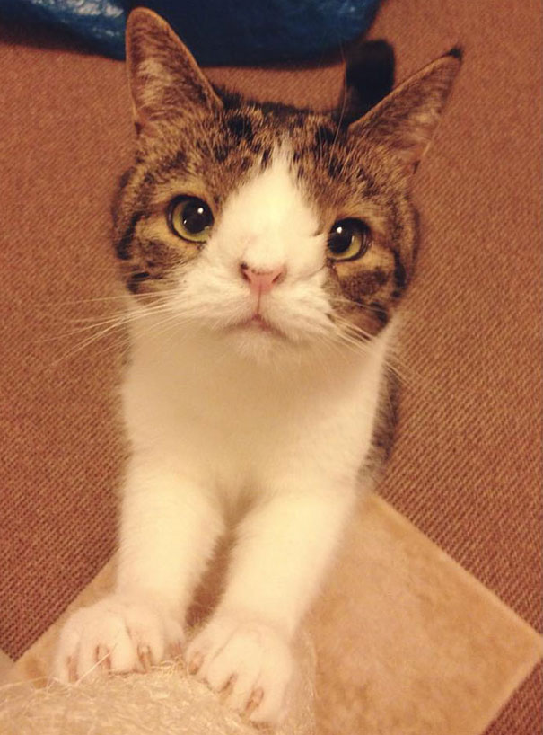 Monty The Cat Who Was Born Without A Nasal Bridge