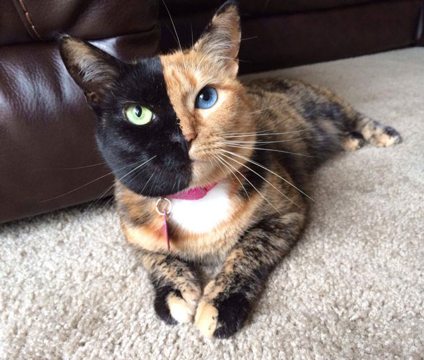 Venus The Two-faced Kitten