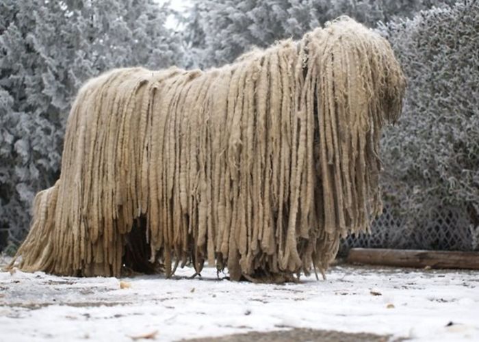 Komondor