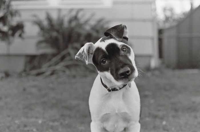 Ouzo: The Jack Of Clubs