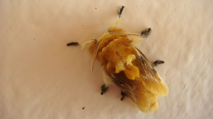 Furry Moth From The Rainforest In Mexico