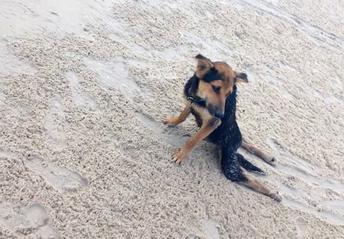 The Heartwarming Story Of Leo, A Paralyzed Puppy Found On A Beach In Thailand