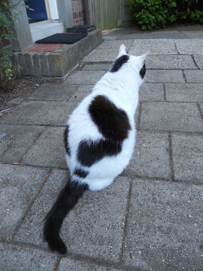 Willem With Question Mark