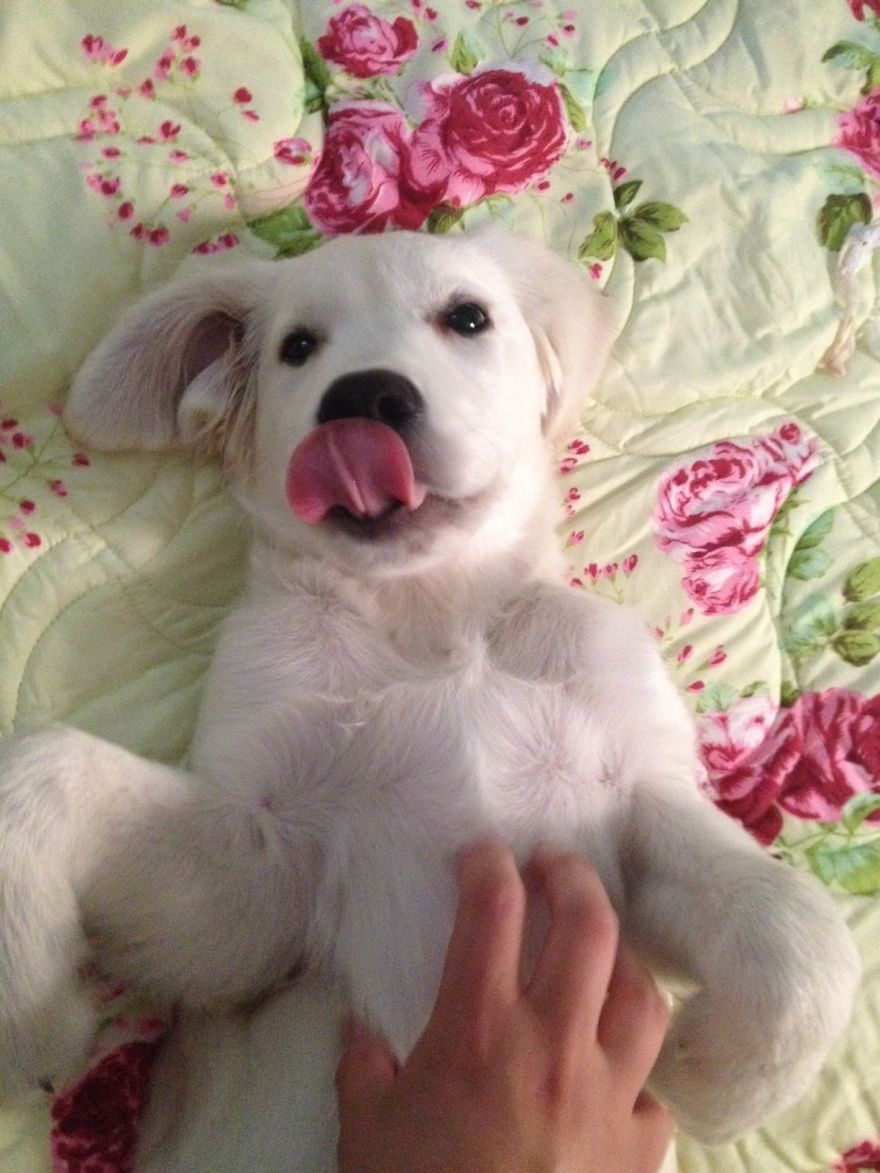 Casper! White Golden Retriever.