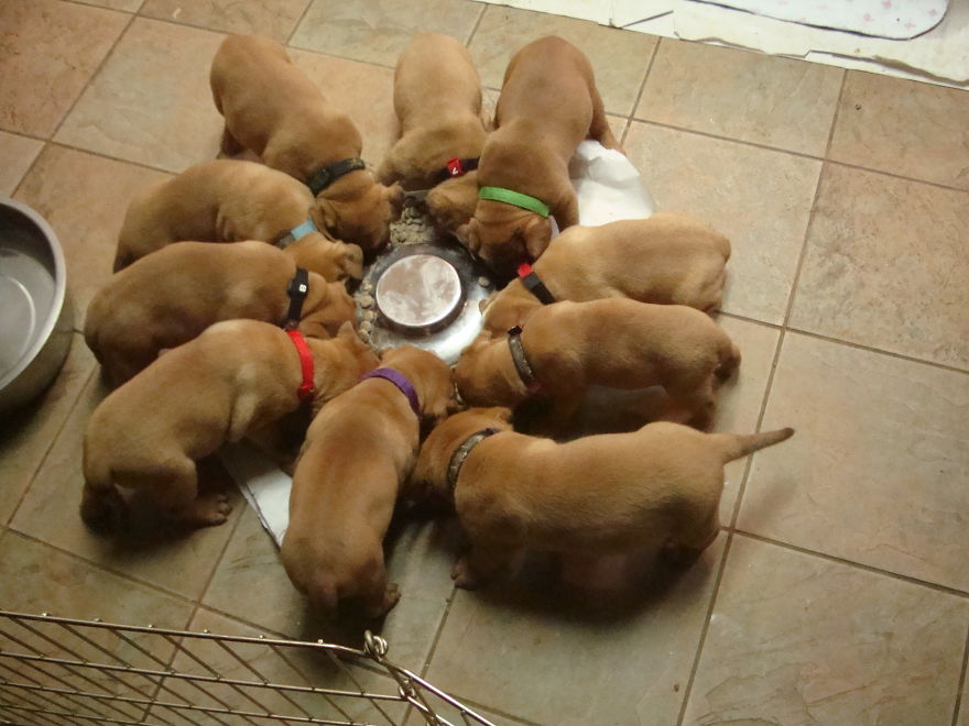 Douge De Bordeaux's I Chose The Runt