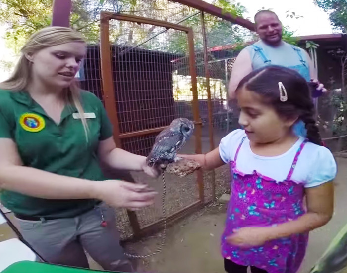 rescued-blind-owl-zeus-10
