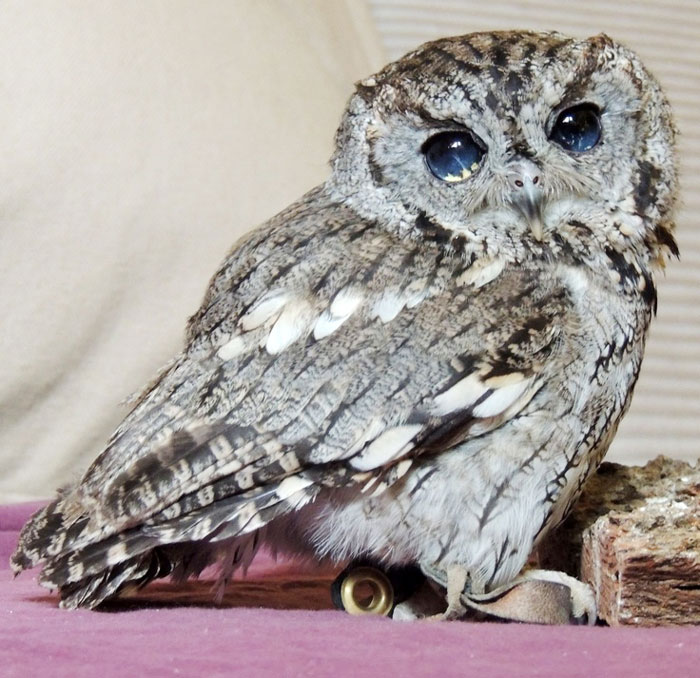 rescued-blind-owl-zeus-7 rescued-blind-owl-zeus-7