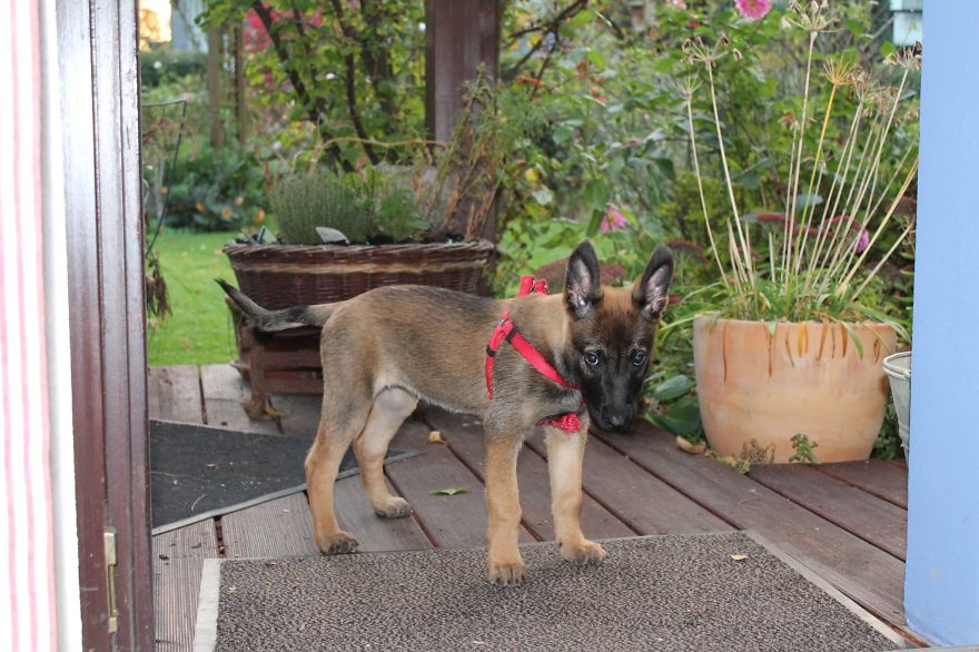 Shenzi, Belg. Shepard- She Didn't Do Anything, Or Did She ?!