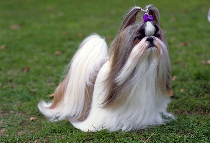 Shi Tzu