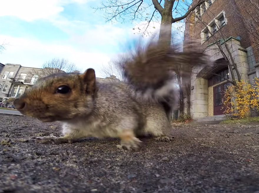 squirrel-takes-gopro-3