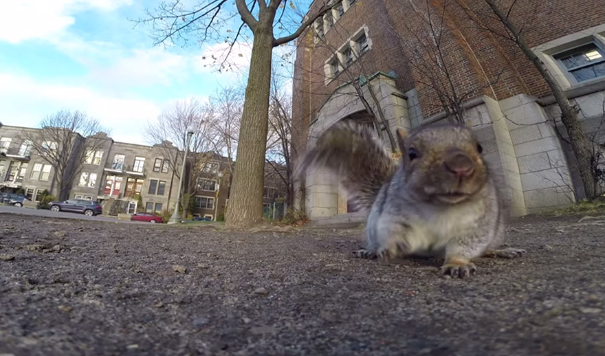 squirrel-takes-gopro-6