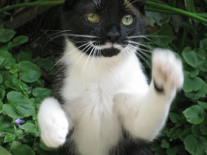 My Daughters Cat Stashe