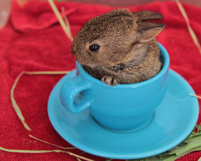 Teacup Bunny By Tina Case Photography