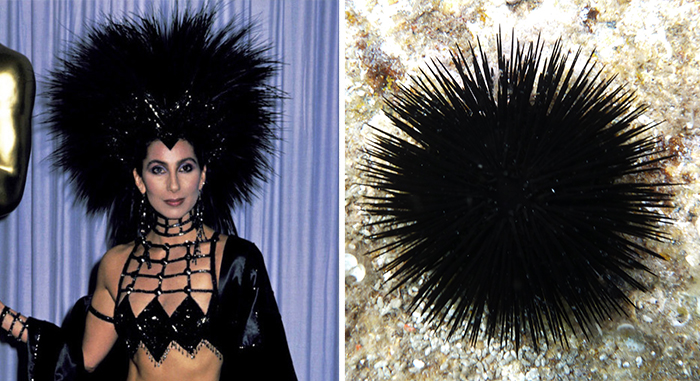Cher's Hat Looks Like A Sea Urchin