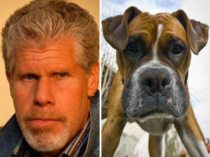 Dog Looks Like Ron Perlman