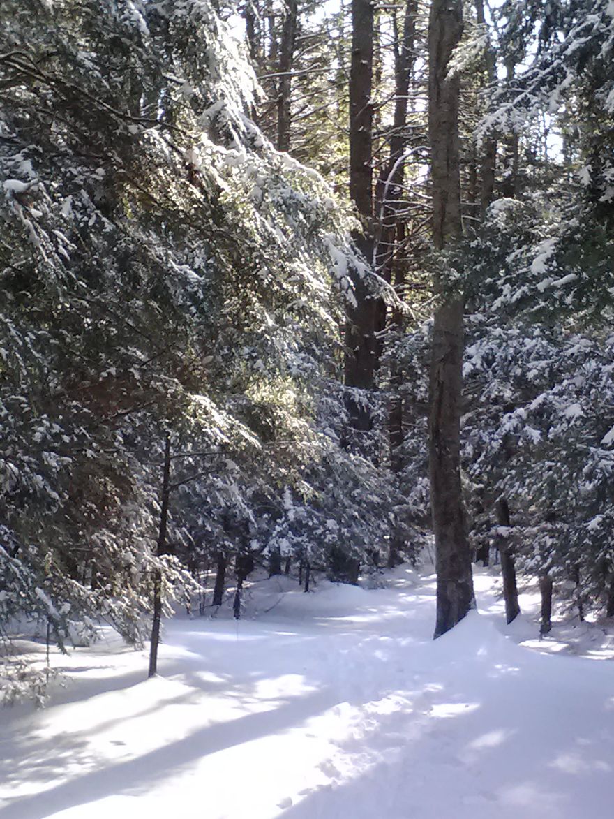 The Woods In Southern Maine.