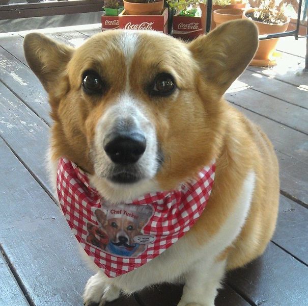 Famous Internet Corgis