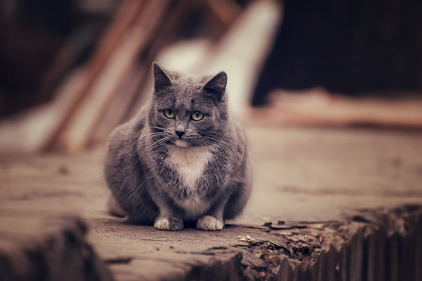 The White Collar Gentlemen