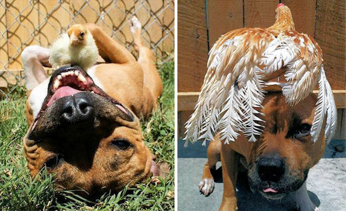 Best Friends Pit Bull And A Chicken