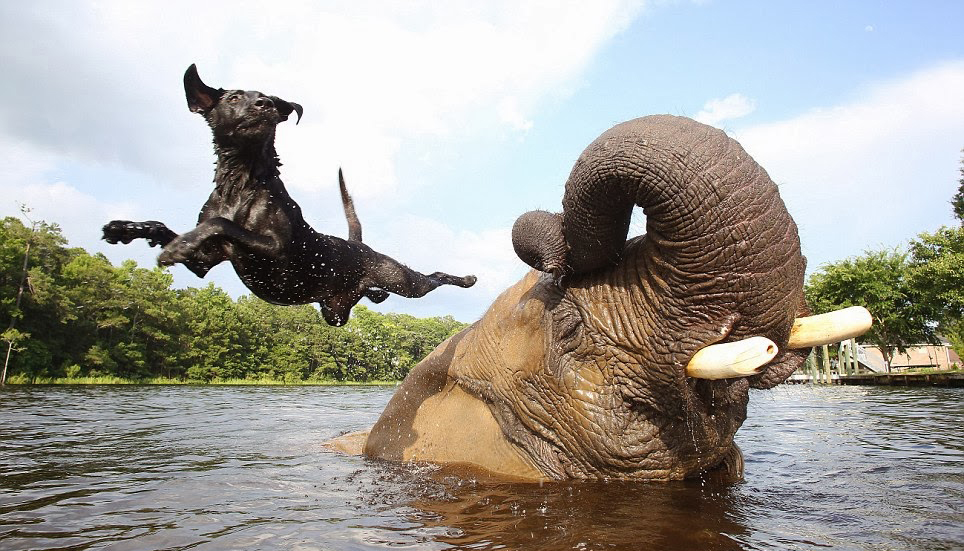 Bubbles The African Elephant And Bella The Black Labrador