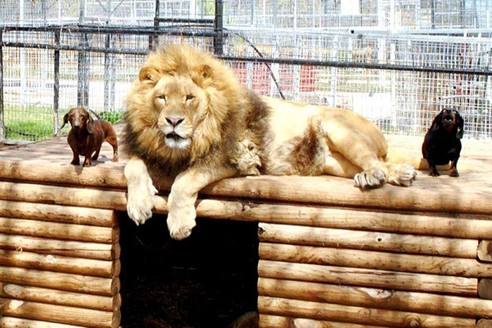 Milo The Dog And Bonedigger The Lion