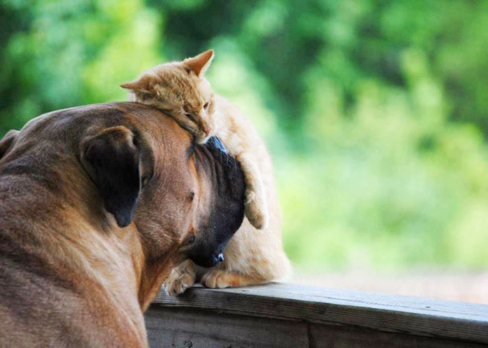 Bulldog And Cat