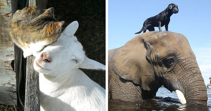 73 Unusual Animal Friendships That Are Absolutely Adorable
